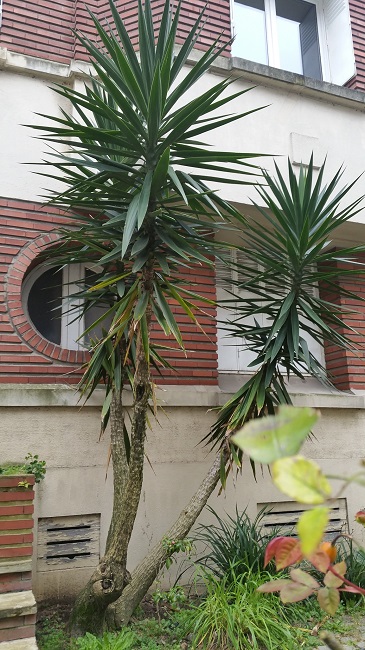 Yucca elephantipes 4 Nantes 032016.jpg