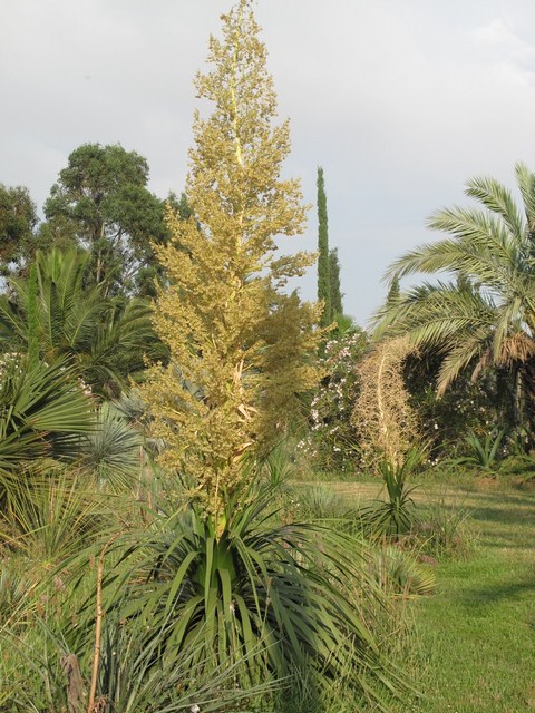 Nolina_aff.beldinghii_fruits [680x640].jpg