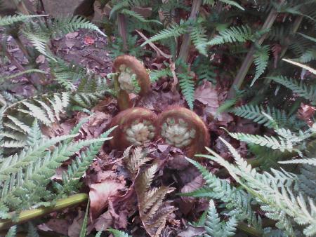 1eres frondes 2016 Dicksonia Antartica