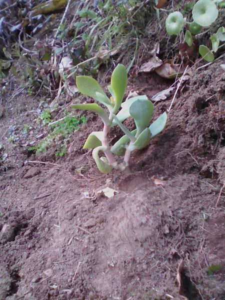 MISE EN FALAISE LE 02/04 /16