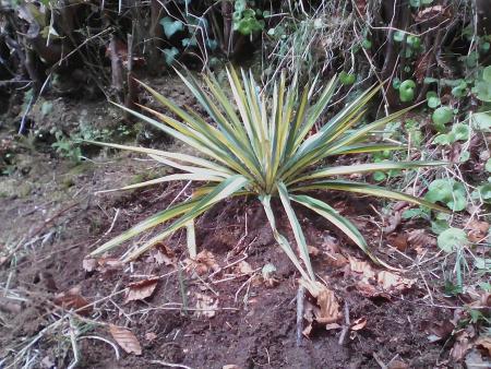 Yucca en haut de la falaise