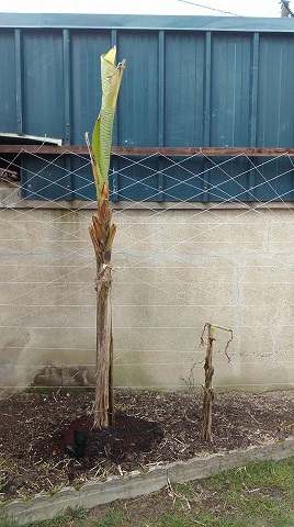 musabasjoo 040416.jpg