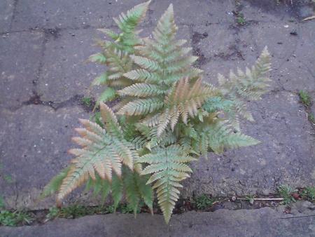 dryopteris erythrosora 6 /04 /16