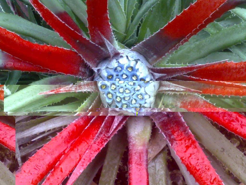 F Bicolor.jpg