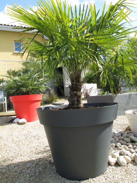 jardin mars avril 2016 014 (480x640).jpg