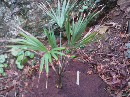 Photo de plantation du trachy princeps n° 2<br /><br />Planté en février 2016