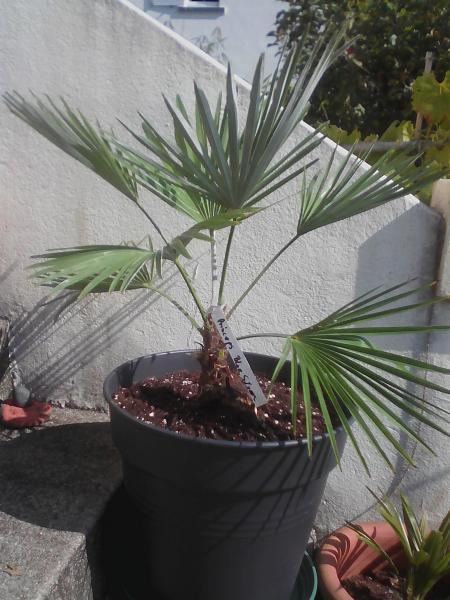 Mon vrai trachy princeps n° 1 en 2015 toujours dans son pot :)