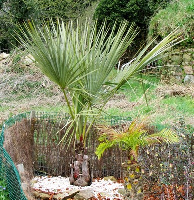 brahea armata (Copier).JPG