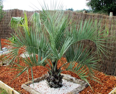butia odorata 1 (Copier).JPG