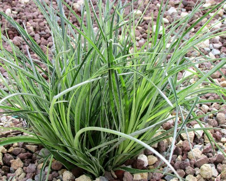 fascicularia bicolor (Copier).JPG