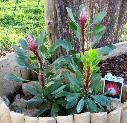 protea little prince (Copier).JPG