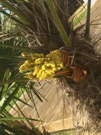 Grand palmier (fleur jaune)