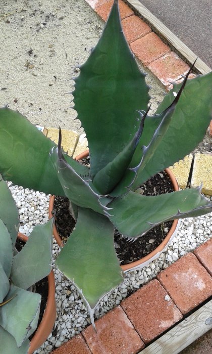 ÉTIQUETÉ FÉROX ,EST-CE SALMANIA FEROX?