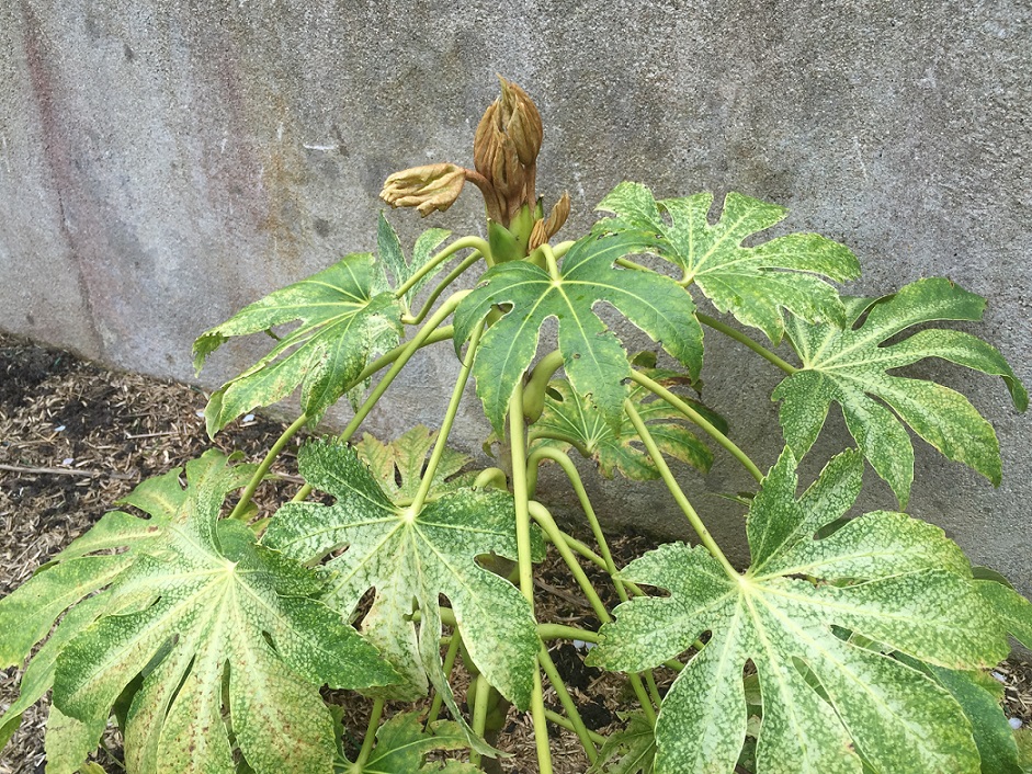 le fatsia