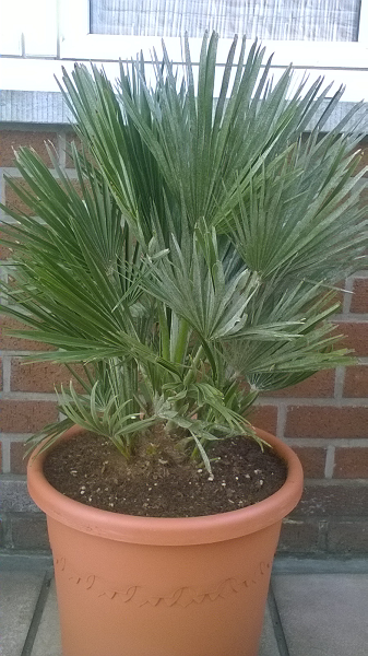 Patio Chamaerops humilis 'Vulcano'.png