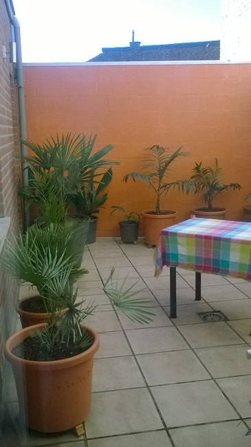 Patio rangée palmiers 1.png