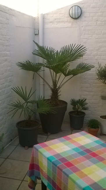 Patio Trachycarpus.png