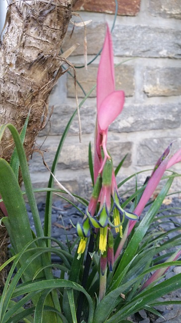24042016 bilbergia  nutans 2.jpg