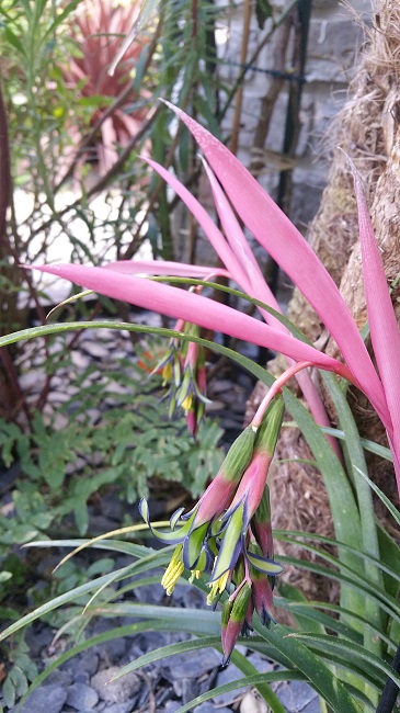 24042016 Bilbergia nutans.jpg