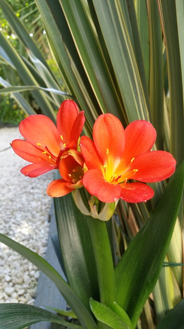 24042016 clivia.jpg