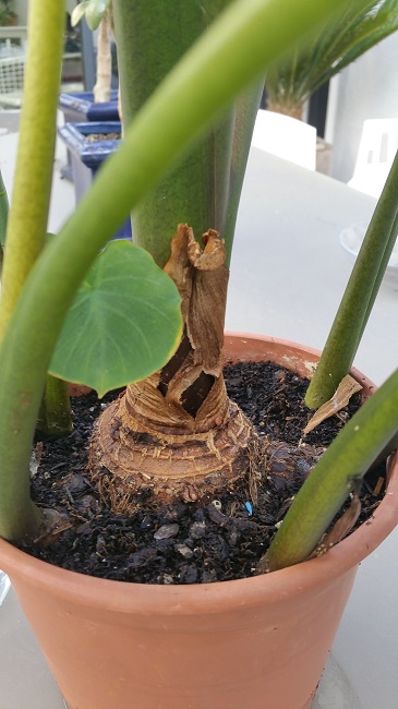 24042016 colocasia esculentea zoom.jpg