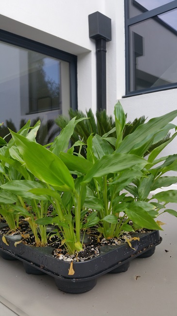 24042016 hedychium horsfieldii.jpg