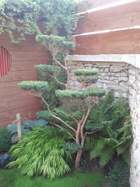 jardin 2016 011.jpg