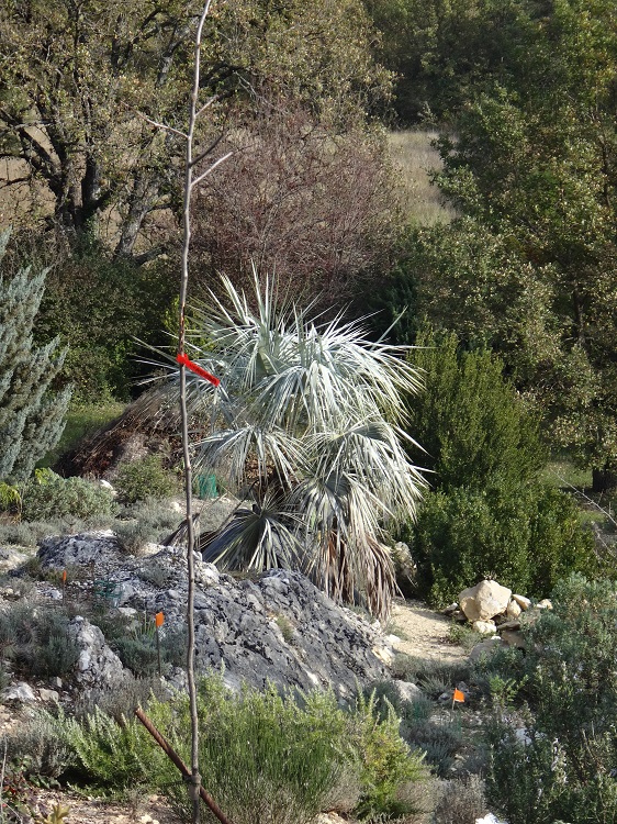 Clara octobre 2014.JPG