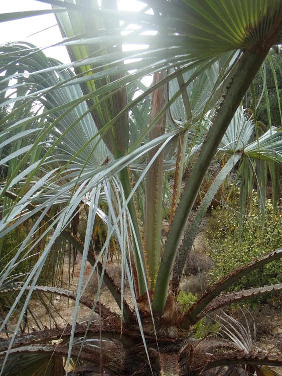 Lance Clara après premier hiver.JPG