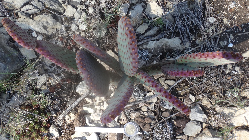 Opuntia Rufida 23-04-2014 (2).JPG