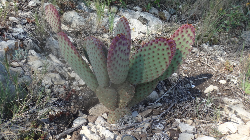 Opuntia Rufida.JPG