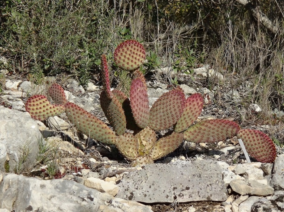 Opuntia rufida 02-01-2015.JPG