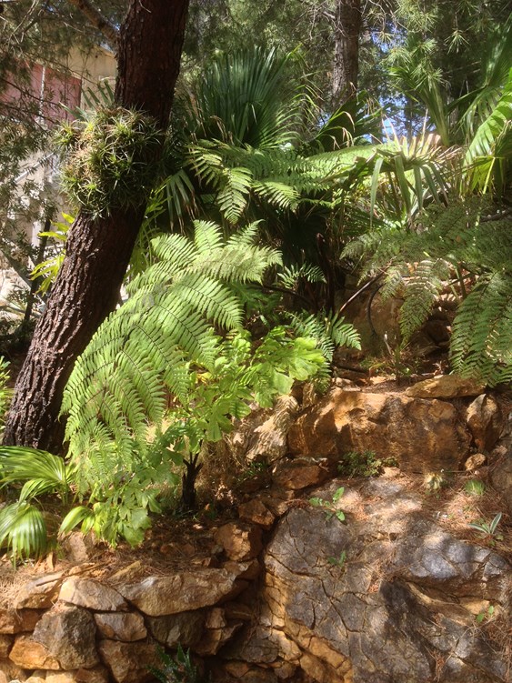 C medullaris Avril 16 A.JPG
