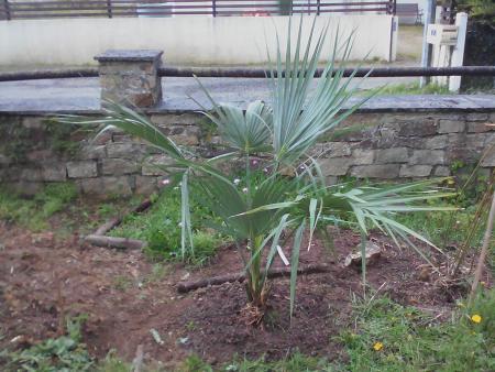 Sabal minor 29 04 16