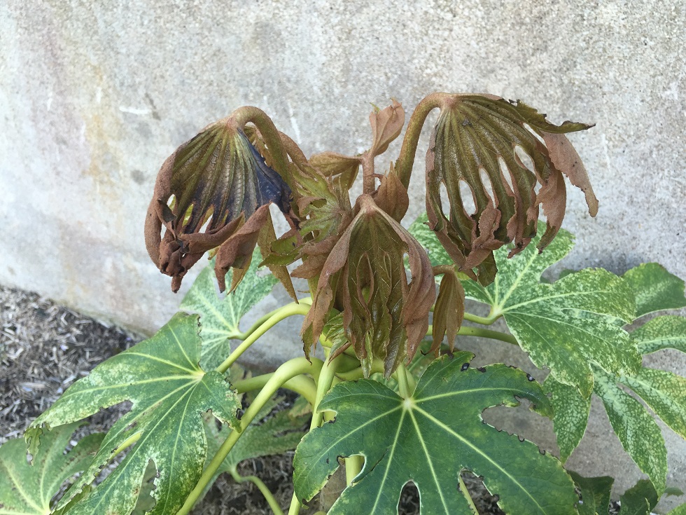 le fatsia, qui était bien partit et .....le drame....