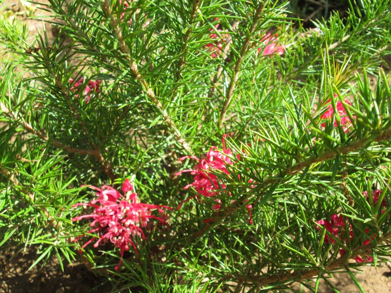jardin avril 2016 030 (800x600).jpg