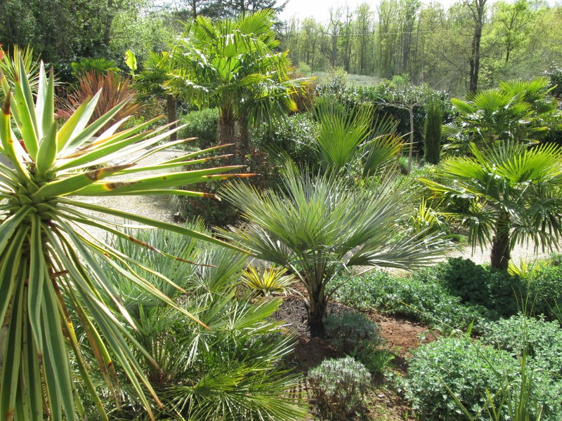 jardin avril 2016 007 (800x600).jpg