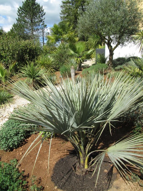 jardin avril 2016 005 (480x640).jpg