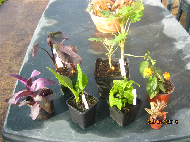 colocasia &quot;Black Magic&quot;,Aloe squarosa, Macleaya microcarpa, Salvia guaranitica 'Black and Blue',Jaborosa integrilolia, Lantana camara,tradescantia pallida