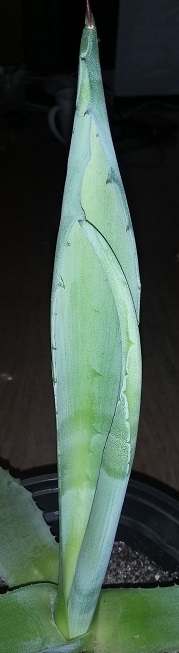 20160430_231432 - Copie.jpg