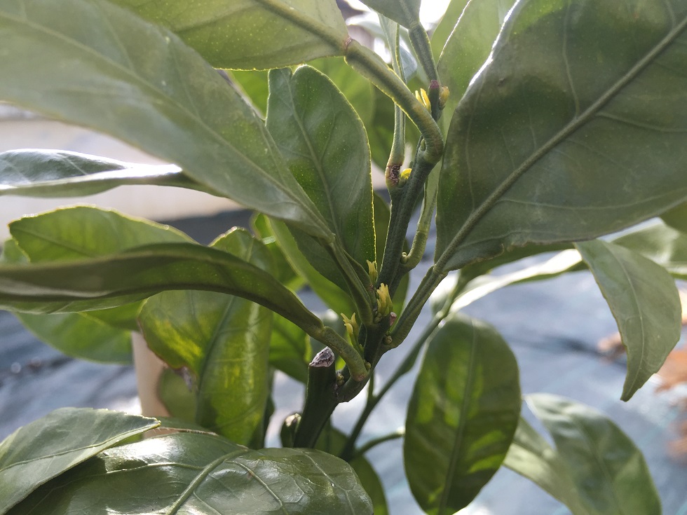 satsuma