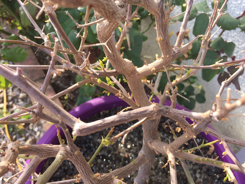 bougainvillier