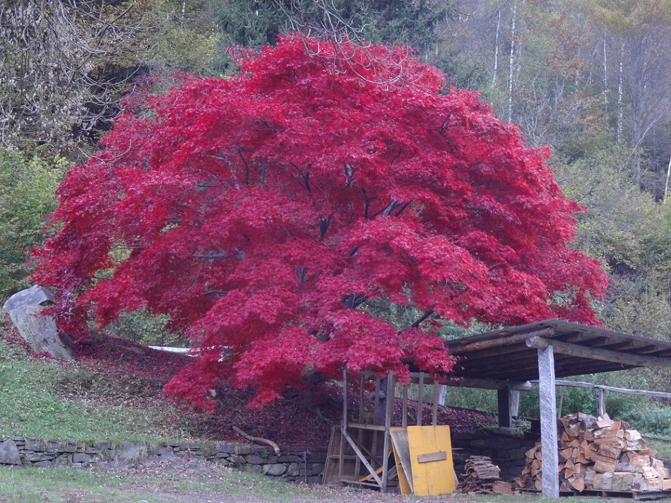 Acer bis...