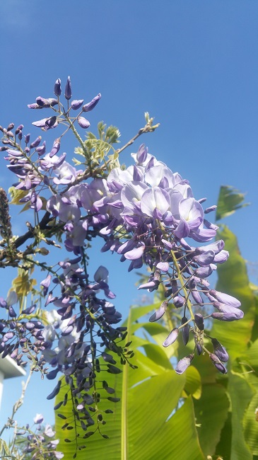 glycine mai 2016.jpg