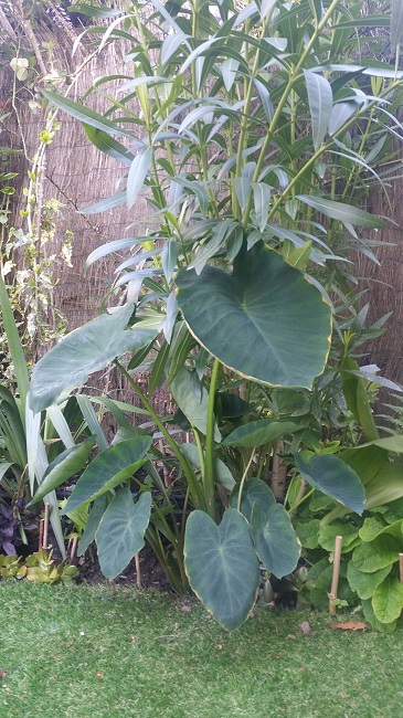 colocasia 2 mai 2016.jpg