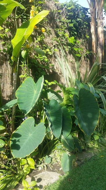 colocasia mai 2016.jpg