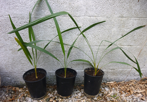 Butia yatay x3 (Graine de La Rochelle).JPG