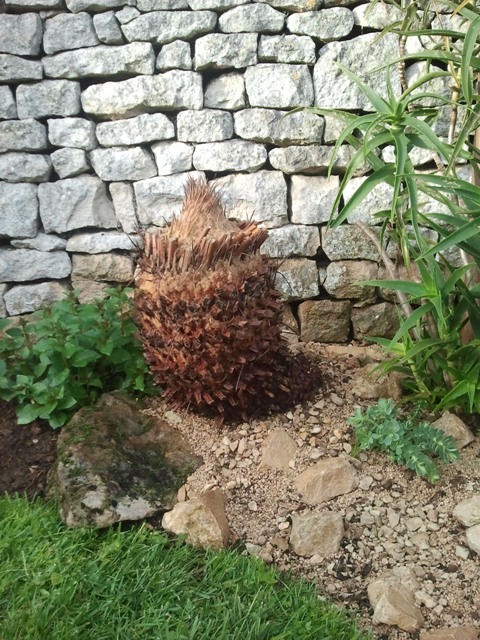 je tente la pleine terre avec ce cycas !..
