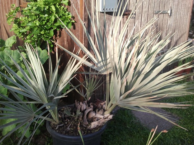 Nannorrhops ritchiana