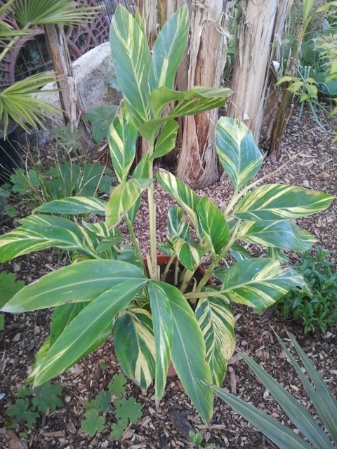 Alpinia zerumbet variegata